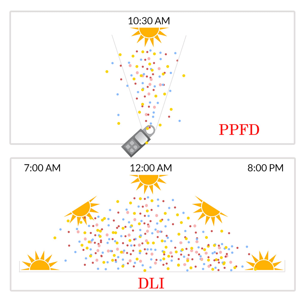 Light Requirements for Plants: Find Your Plant's PPFD and DLI
