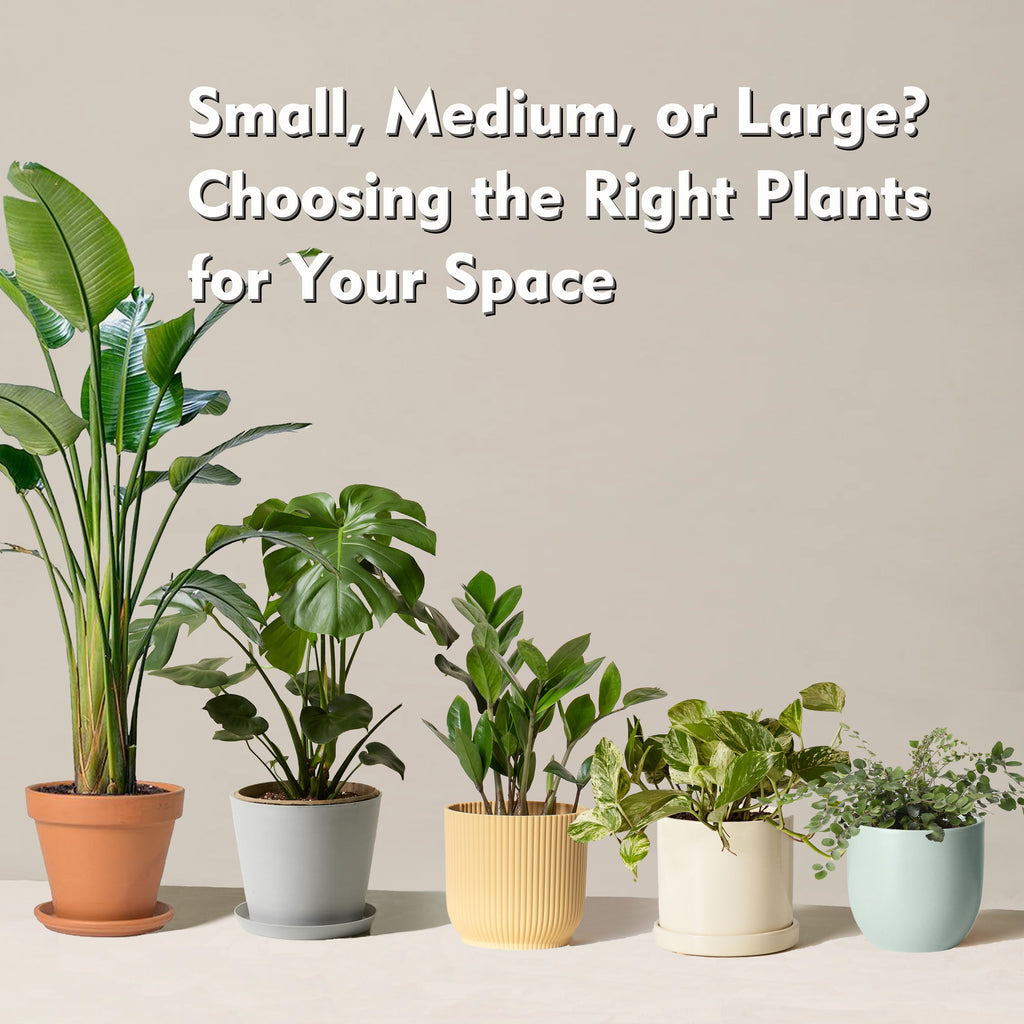 Size Classifications in the Plant World: A Look at Large, Medium, and Small Plants